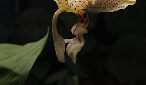 Редкая орхидея Стангопея глазчатая зацвела в Аптекарском огороде