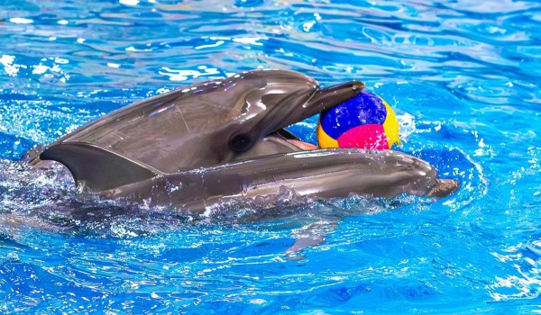 Дельфиненка из «Москвариума» назвали Флиппи