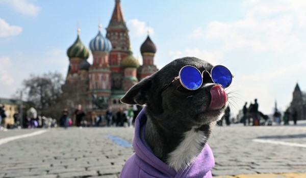 «Самое близкое мне существо»: Известные москвичи и их собаки