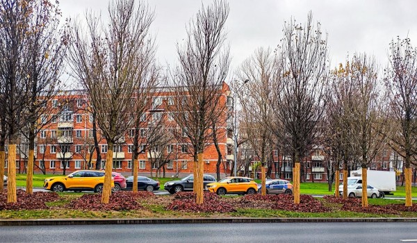 Липы, дубы и барбарис украсят Профсоюзную улицу и проспект 60-летия Октября