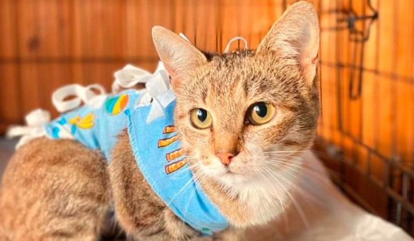 Более 260 миллионов рублей собрали НКО через благотворительный сервис на портале мэра Москвы