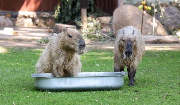 Зрители трансляций с капибарами из Московского зоопарка могут пройти викторину