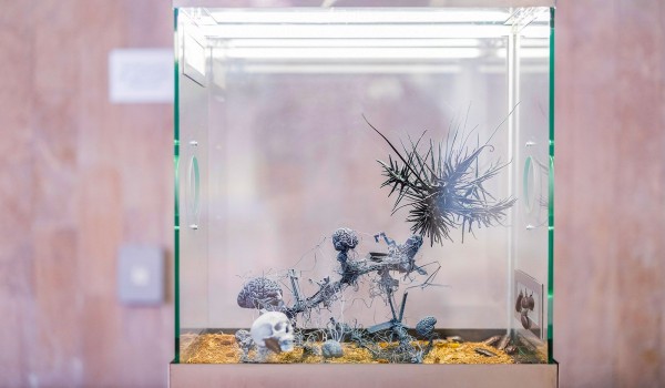 До 31 января — выставка «Морфогенез. Третья природа» в павильоне №29 «Цветоводство и озеленение» на ВДНХ