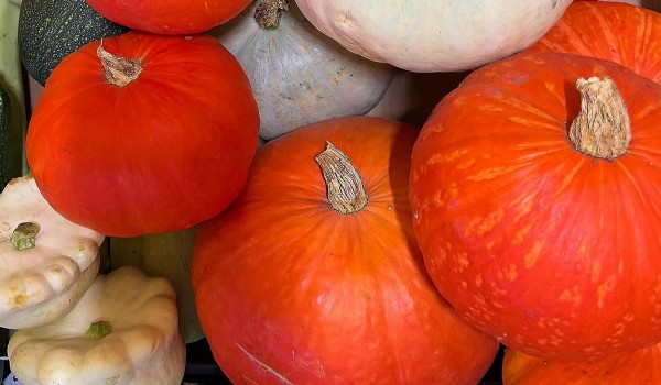 Почти 100 тонн тыкв приобрели посетители московских ярмарок за сезон