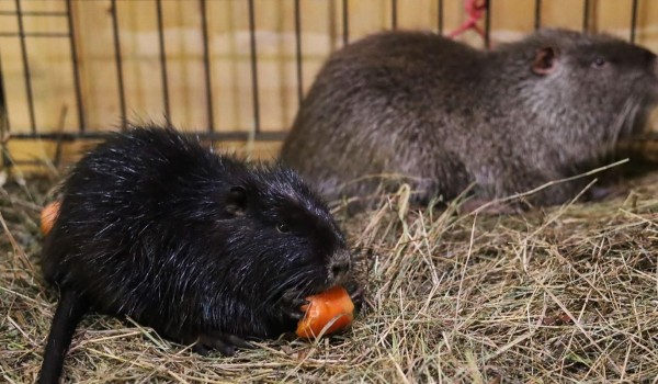 Две новые нутрии появились на «Городской ферме» на ВДНХ