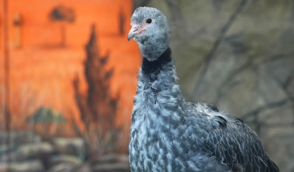 Коллекцию Московского зоопарка пополнили хохлатые паламедеи