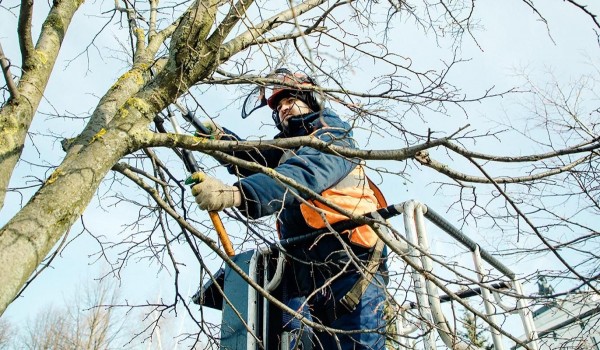 Омолаживающая и формовочная обрезка деревьев началась в Москве