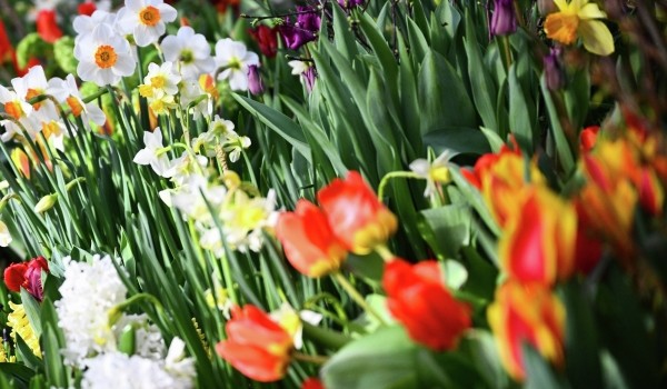 Выставка «Грибное место» открылась в субтропиках «Аптекарского огорода»