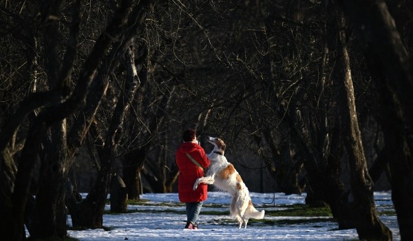 Дог-френдли культура. Президент РКФ — о неочевидных принципах экологичного содержания собак
