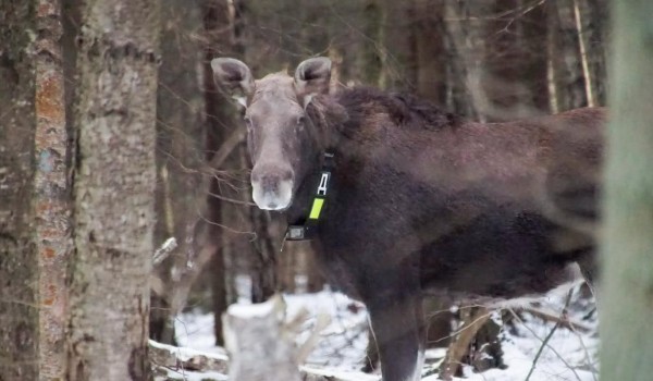 Юные москвичи выбрали имена для обитателей национального парка «Лосиный Остров»