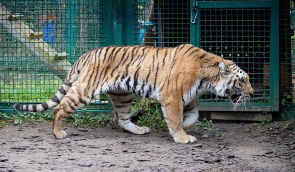 Две самки амурского тигра прибыли в центр воспроизводства редких видов животных