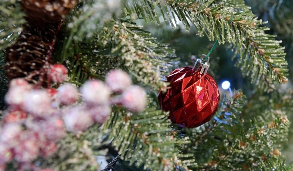 Ветеринар Руденко призвал отказаться от новогодней мишуры на елках для защиты питомцев