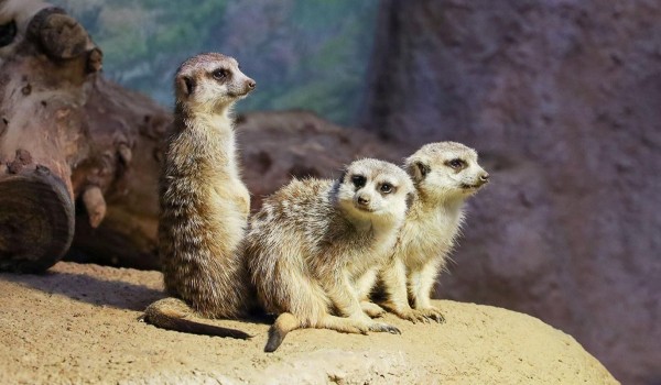 Викторину о сурикатах можно пройти в рамках проекта «Активный гражданин»