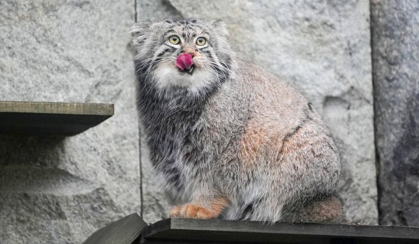 Символ Московского зоопарка манул Тимофей завершил зажировку к зиме