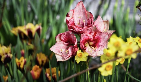 Фестиваль «Тропическая зима» пройдет в «Аптекарском огороде» с 27 декабря по 1 марта