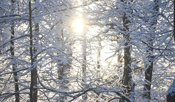 День ориентирования «Рогейн: по следам культуры» пройдет в Москве 20 декабря