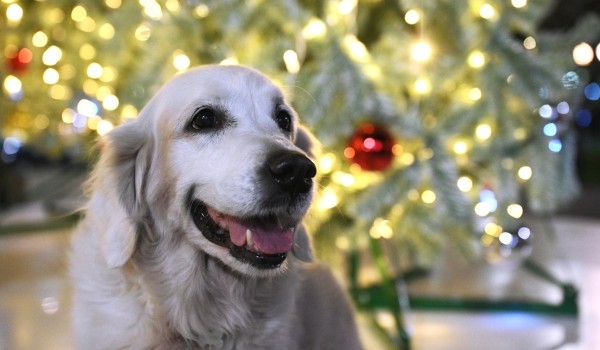 Фейерверки, толпы людей и суета: Эксперты объяснили, чем опасна новогодняя ночь для собак