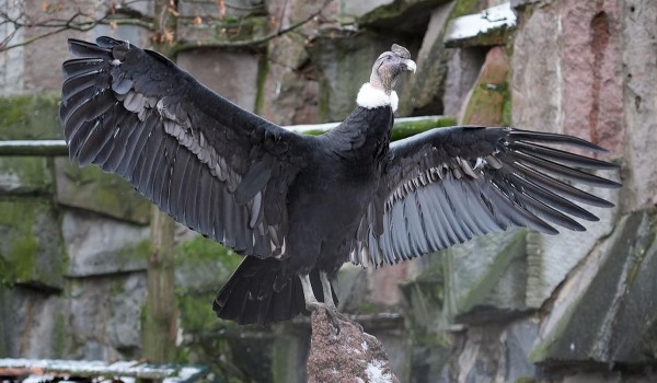 Андские кондоры поселились в Московском зоопарке