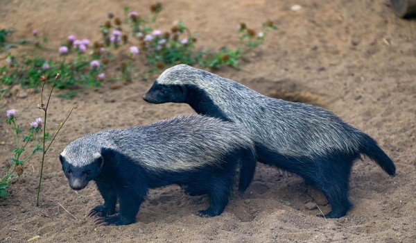 Зрители эфиров из Московского зоопарка могут принять участие в новой викторине