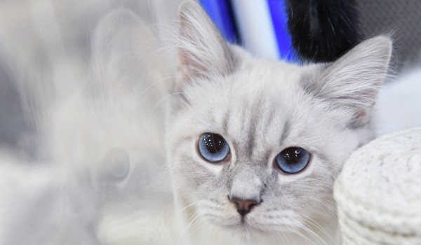 Участники «Активного гражданина» проголосуют за лучшие фото питомцев в «Зверопульсе»