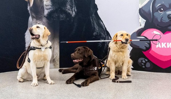 Порядка 40 собак-проводников обучили в метро в 2025 году