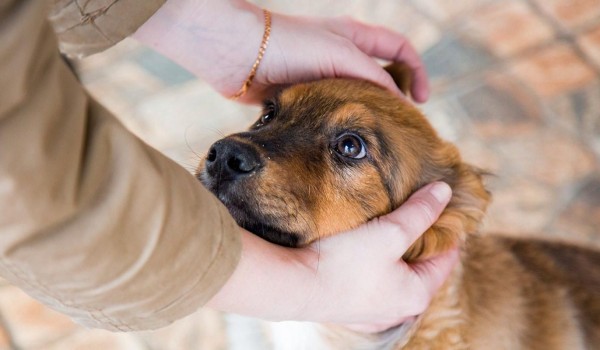 Специалисты сервиса «Моспитомец» подготовили советы для будущих хозяев