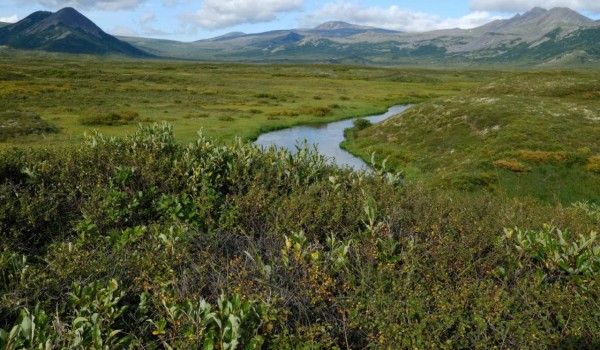 Новый экосистемный подход к охране биоразнообразия выдвинули в МГУ