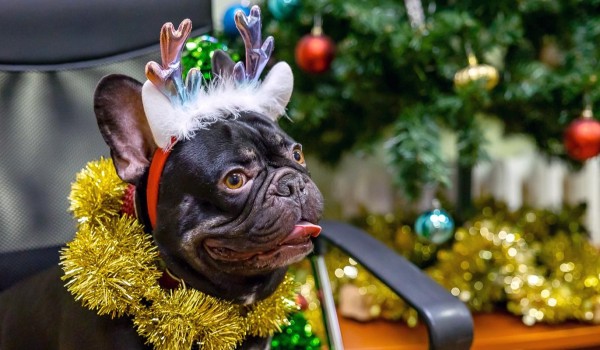 Хвостатых пациентов госветклиник поздравят в рамках акции «Елка для питомца»