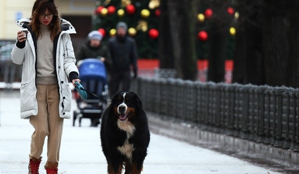 Жизнь с четвероногим другом в столице. Что должны учитывать владельцы собак в большом городе?