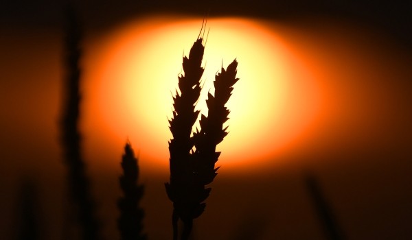 Город вовлек в экономический оборот более 200 га сельхозземель ТиНАО