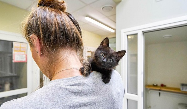 Горожане забирают животных из приютов с помощью сервиса «Моспитомец»