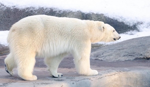 Зрители трансляций из Московского зоопарка могут проверить знания о белых медведях