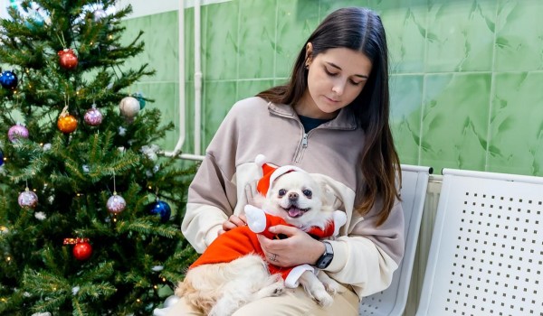 Государственные ветклиники столицы приняли 12 тыс. четвероногих пациентов в новогодние каникулы