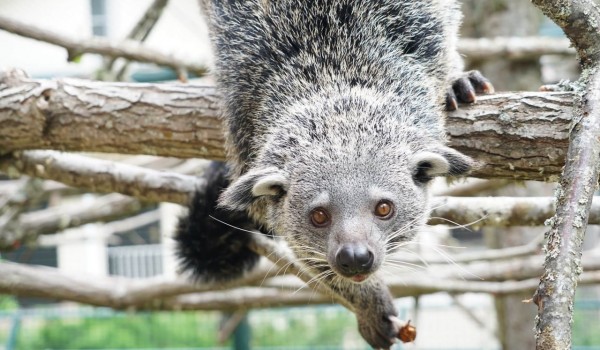 Собянин: Около 600 детенышей появились на свет в Московском зоопарке в 2025 году