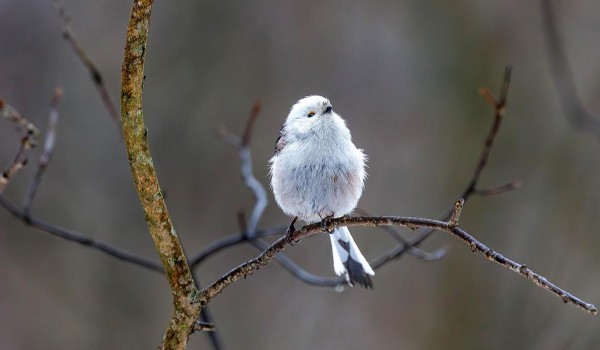Горожанам рассказали, что едят синицы, дятлы и пищухи в городе во время сильных морозов