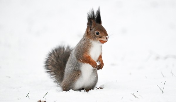 Нацпарк «Лосиный остров» призвал москвичей подкармливать белок с наступлением морозов