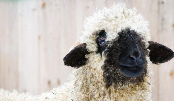 Пользователи платформы «Активный гражданин — детям» выбрали имя для ягненка из вотчины Деда Мороза