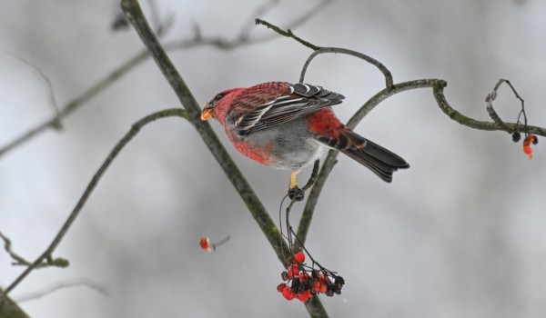 Редких щуров заметили в Кусковском лесопарке