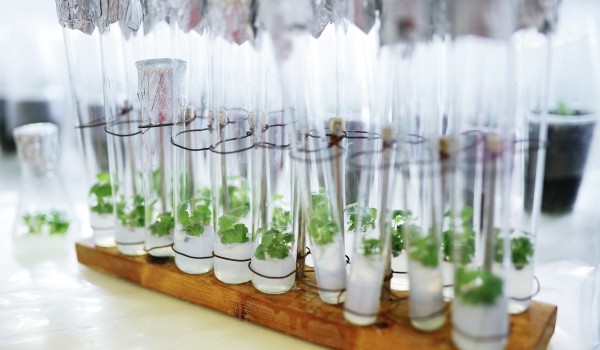 Почвоведы МГУ изучили влияние биоугля на тепловые свойства городской почвы