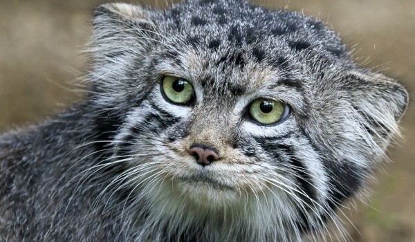 Манул Тимофей в Московском зоопарке перешел на сумеречную жизнь из-за холодов