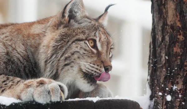 Зрители онлайн-трансляций из Московского зоопарка ответят на вопросы о рысях