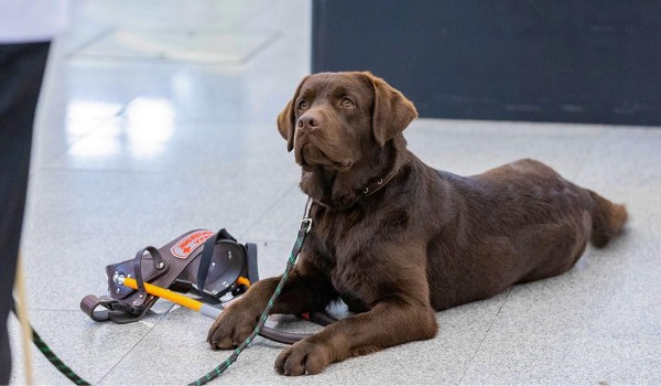 Еще 60 собак-проводников подготовят для помощи маломобильным пассажирам в метро в этом году