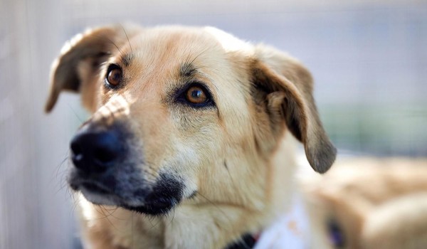 Почти 300 животных из столичных приютов нашли дом с начала года