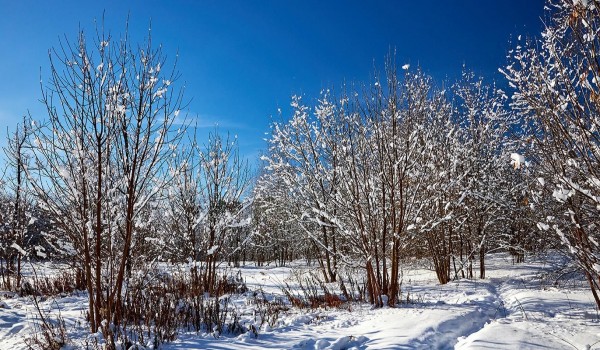 Синоптик Позднякова: Морозы в Москве отступят только в конце марта