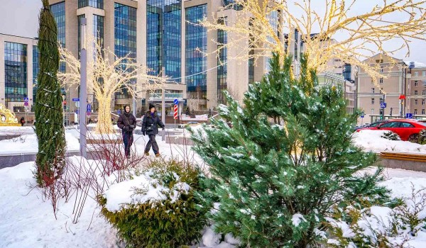 Собянин: Более 25 тыс. вечнозеленых растений высадили в Москве в 2025 году