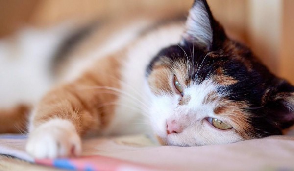 «Активные граждане» предложат идеи для развития «Моспитомца» в новом голосовании