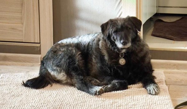 Свыше 20 питомцев из городских приютов нашли дом благодаря акции «Будка желаний»