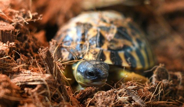 Три детеныша лучистой черепахи появились на свет в Московском зоопарке