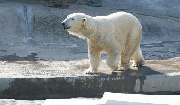 «Мосбилет» приглашает отметить день полярного медведя в зоопарке