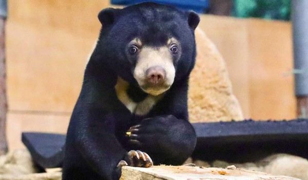 Зрителей эфиров из Московского зоопарка ждет викторина о малайских медведях